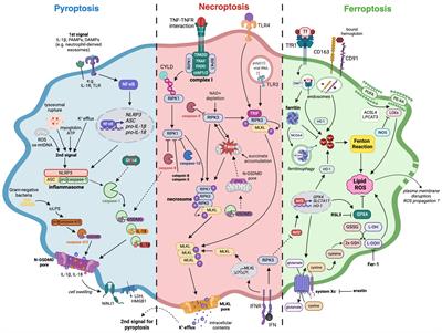 The dance of macrophage death: the interplay between the inevitable and the microenvironment